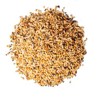 Complete Budgies bird food guide